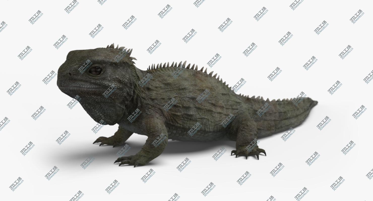 images/goods_img/2021040163/3D model Tuatara/3.jpg